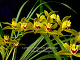 Cymbidium lowianum 'Long Spray' – Rare Species - Orchid Design