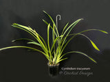 Cymbidium tracyanum – Species – Fragrant - Orchid Design