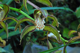 Cymbidium tracyanum – Species – Fragrant - Orchid Design