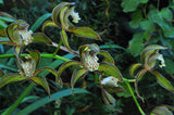 Cymbidium tracyanum – Species – Fragrant - Orchid Design
