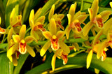 Cymbidium Pee Wee 'Herman' – Fragrant - Orchid Design