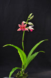 Phaius Lady Ramona Harris AM/AOS - Orchid Design