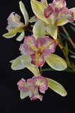 Cymbidium Green Valley Emerald 'Tri-lip' – Peloric - Orchid Design