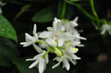 Dendrobium specio-kingianum 'Crystal' – FRAGRANT – In Spikes - Orchid Design