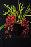 Pendulous Cym. Bermagui 'Cappuccino' HCC/AOS, B/CSA - Orchid Design