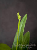 Dendrobium Enobi Purple 'Splash' AM/AOS - Orchid Design