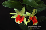 Dendrobium Green Lantern 'Red Carpet' –  Long Lasting - Orchid Design