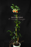 Dendrobium Green Lantern 'Red Carpet' –  Long Lasting - Orchid Design