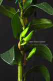 Dendrobium Green Lantern 'Red Carpet' –  Long Lasting - Orchid Design