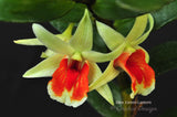 Dendrobium Green Lantern 'Red Carpet' –  Long Lasting - Orchid Design