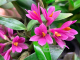 Dendrobium Hibiki - Vibrant, long lasting! - Orchid Design