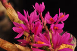 Dendrobium Hibiki - Vibrant, long lasting! - Orchid Design