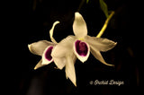 Dendrobium anosmum – Very Fragrant! - Orchid Design