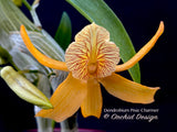 Dendrobium Pixie Charm – Tangerine Fragrant - Orchid Design