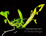 Dendrobium Pixie Charm – Tangerine Fragrant - Orchid Design