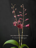 Dendrobium Vitner's Reserve 'Vino Tinto' - Orchid Design