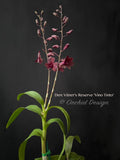 Dendrobium Vitner's Reserve 'Vino Tinto' - Orchid Design