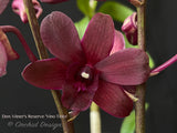 Dendrobium Vitner's Reserve 'Vino Tinto' - Orchid Design