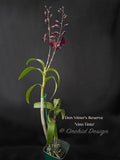 Dendrobium Vitner's Reserve 'Vino Tinto' - Orchid Design
