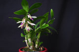 Dendrobium amethystoglossum – Species - Orchid Design
