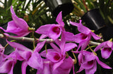 Dendrobium anosmum – Very Fragrant! - Orchid Design