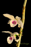 Dendrobium anosmum – Very Fragrant! - Orchid Design