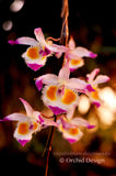 Dendrobium devonianum – Species – Fragrant - Orchid Design