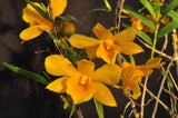 Dendrobium hancockii – Honey Fragrance! - Orchid Design