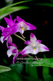 Dendrobium kingianum Species Fragrant - Orchid Design