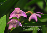 Dendrobium kingianum Species Fragrant - Orchid Design
