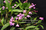 Dendrobium kingianum Species Fragrant - Orchid Design