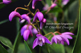 Dendrobium kingianum Species Fragrant - Orchid Design