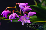 Dendrobium kingianum Species Fragrant - Orchid Design