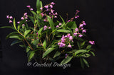 Dendrobium kingianum Species Fragrant - Orchid Design