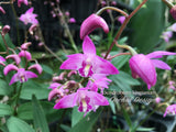 Dendrobium kingianum Species Fragrant - Orchid Design
