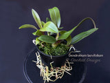 Dendrobium laevifolium Very Cute, Long lasting - Orchid Design
