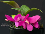 Dendrobium laevifolium Very Cute, Long lasting - Orchid Design