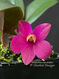 Dendrobium laevifolium Very Cute, Long lasting - Orchid Design