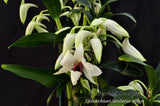 Beautiful & Rare Dendrobium sanderae var. major - Orchid Design