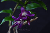 Dendrobium victoria-reginae ('Blues Brothers' x 'Royal Blue') – Dark Blue - Orchid Design