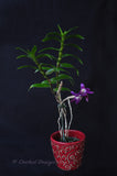 Dendrobium victoria-reginae ('Blues Brothers' x 'Royal Blue') – Dark Blue - Orchid Design