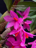 Dendrobium Hibiki - Vibrant, long lasting! - Orchid Design