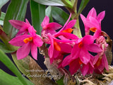 Dendrobium Hibiki - Vibrant, long lasting! - Orchid Design