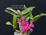 Dendrobium Hibiki - Vibrant, long lasting! - Orchid Design