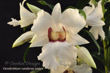 Beautiful & Rare Dendrobium sanderae var. major - Orchid Design