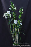 Beautiful & Rare Dendrobium sanderae var. major - Orchid Design