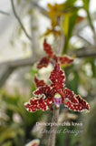 Dimorphorchis lowii – A very rare fragrant species - Orchid Design