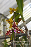 Dimorphorchis lowii – A very rare fragrant species - Orchid Design