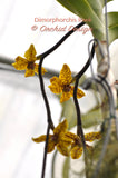 Dimorphorchis lowii – A very rare fragrant species - Orchid Design