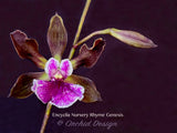 Encyclia Nursery Rhyme 'Genesis' – Fragrant, In Spikes! - Orchid Design